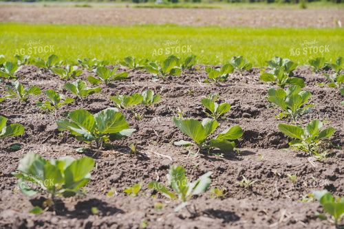 Cabbage Field 91027