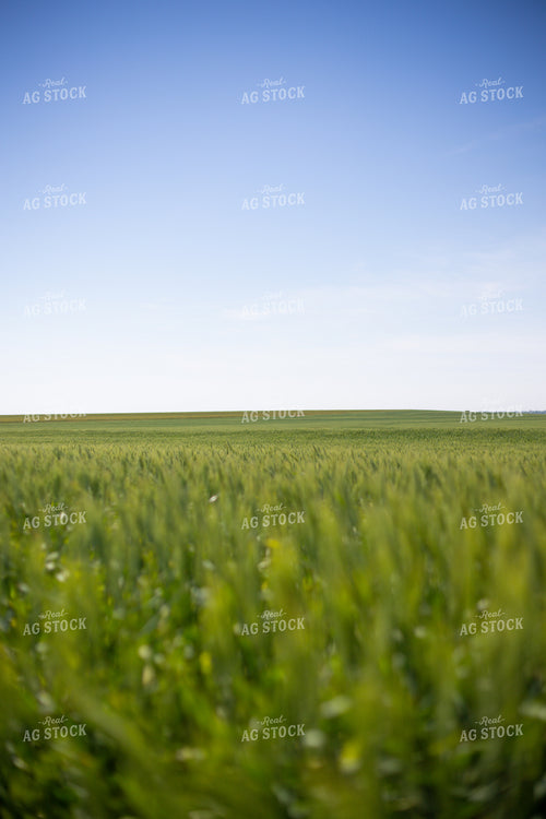 Mid-Season Wheat Field 208090