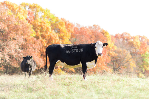 Black Baldy in Pasture 74016