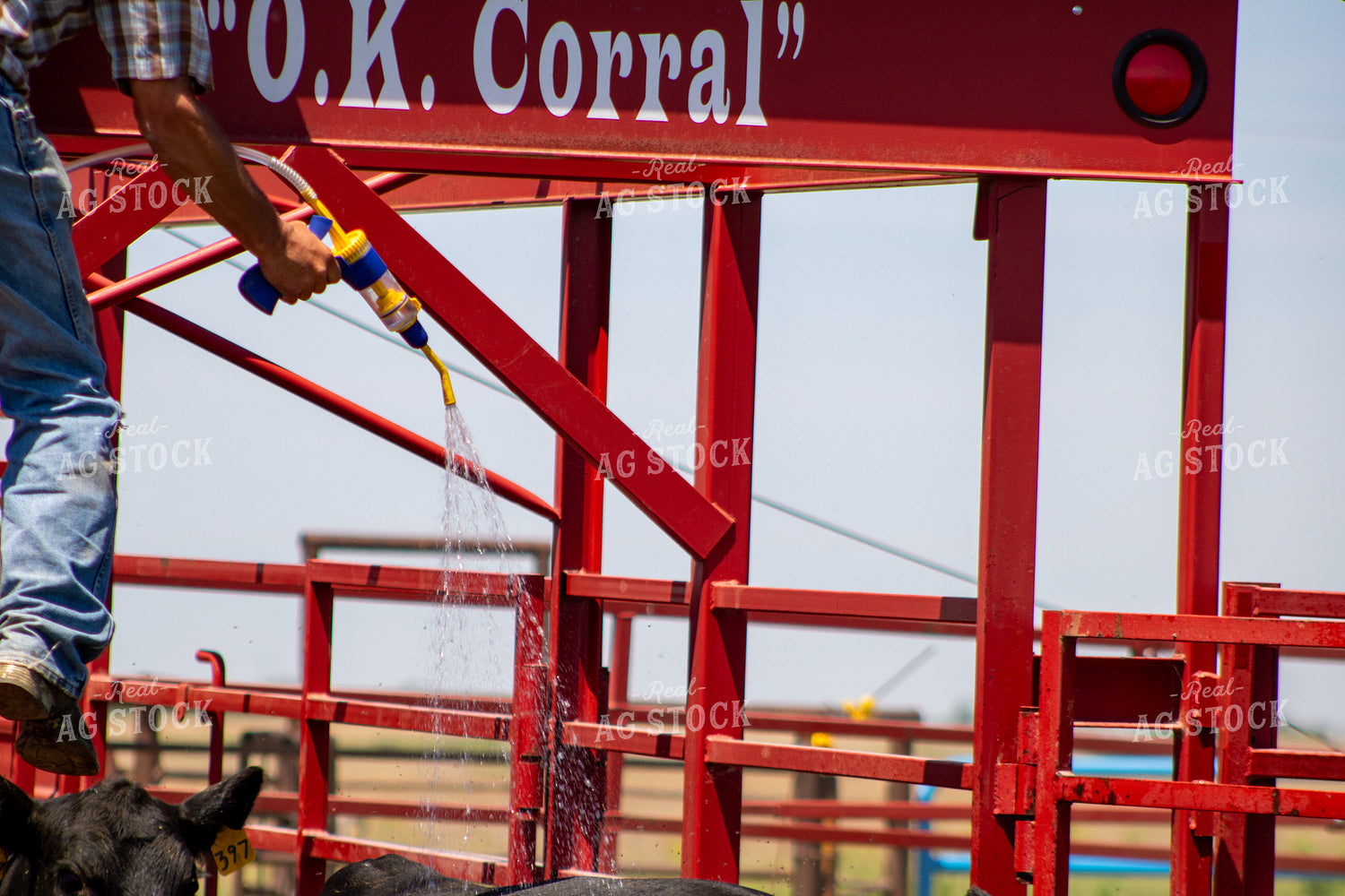Applying Cattle Pour-On Parasite Control 214292