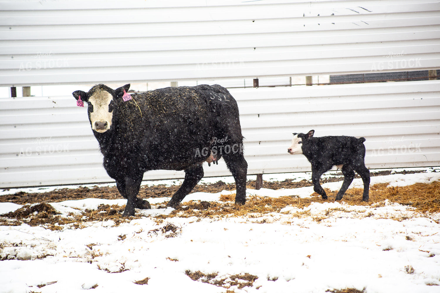 Cow Calf Pair 155475