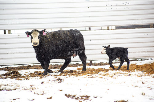 Cow Calf Pair 155475