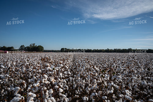 Cotton Field 149167