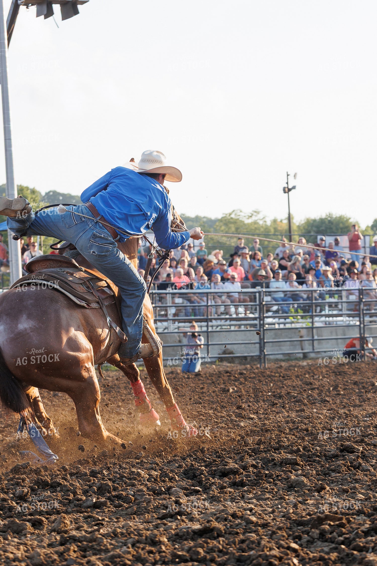 Rodeo 295144