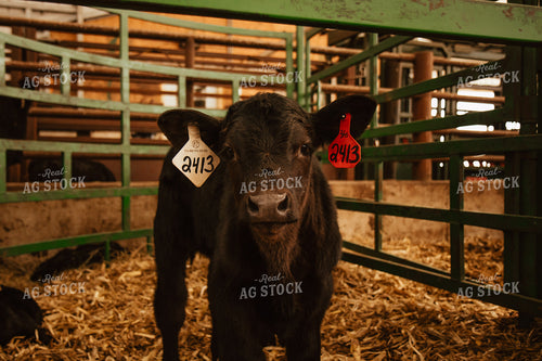 Calves 67665