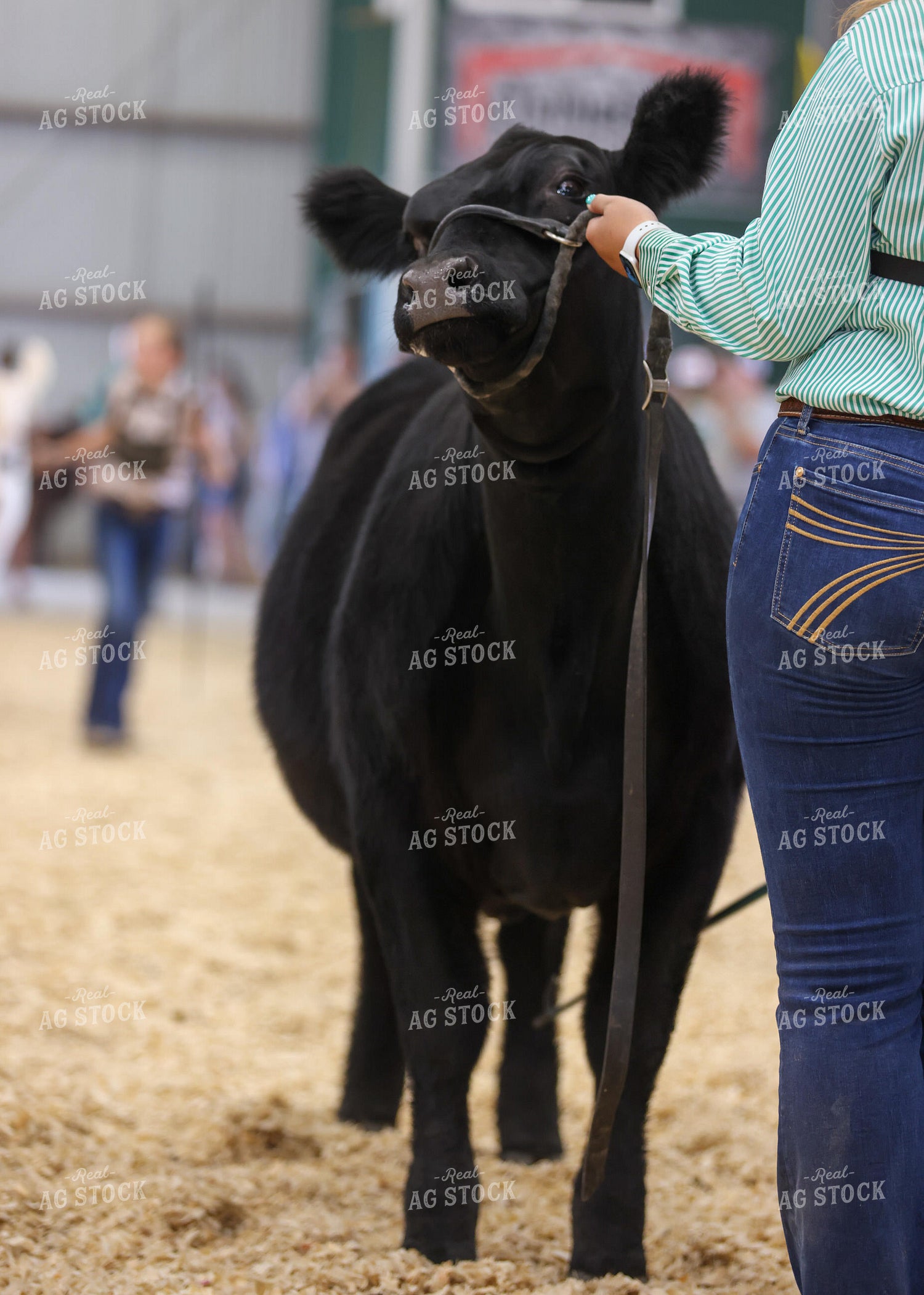 Showing Cattle 160082