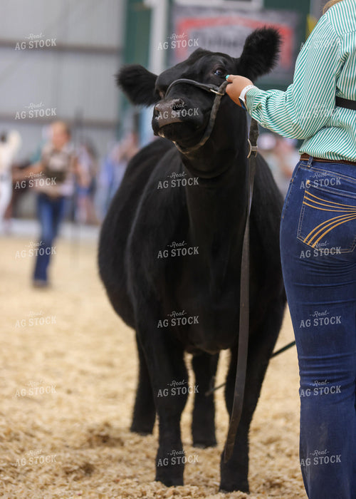 Showing Cattle 160082