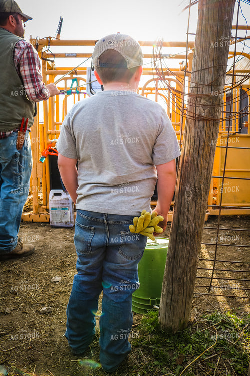 Farm Kid Helping Work Cattle 214014