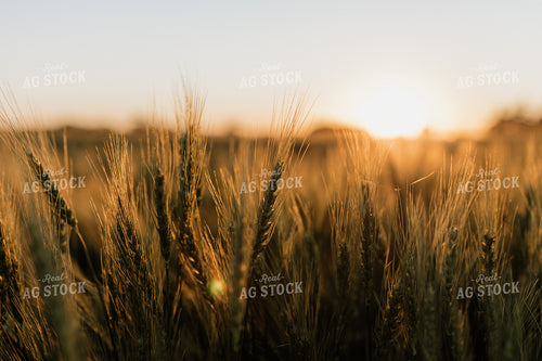 Wheat 234012