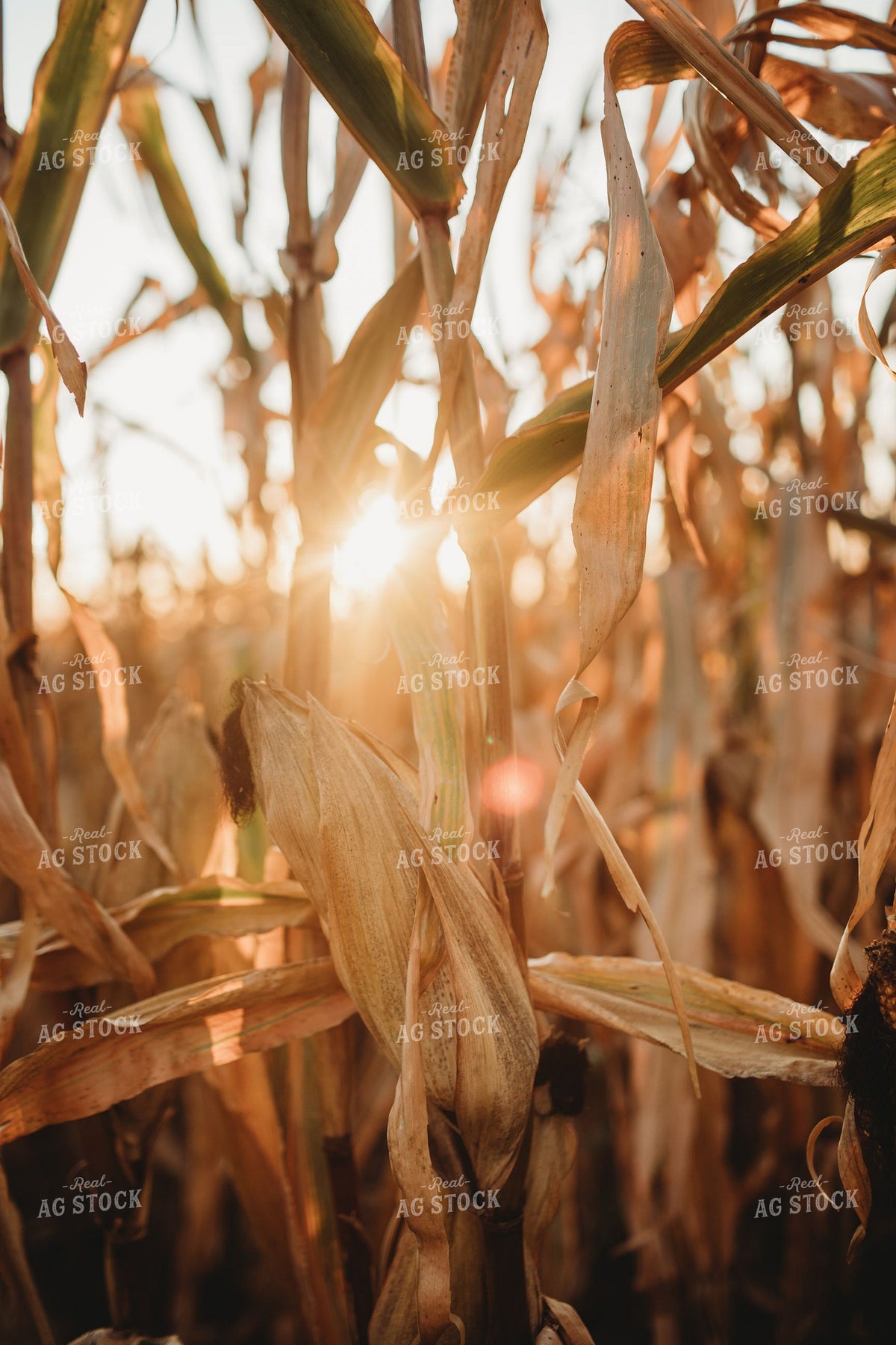 Sunlight Streaming Through Mature Dried Corn Field at Sunset 400051