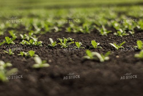 Spring Mix Lettuce Field 7333