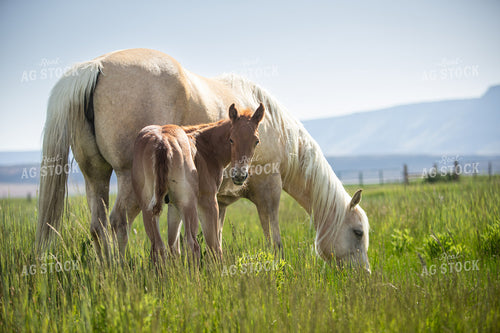 Foal and Mare 78212