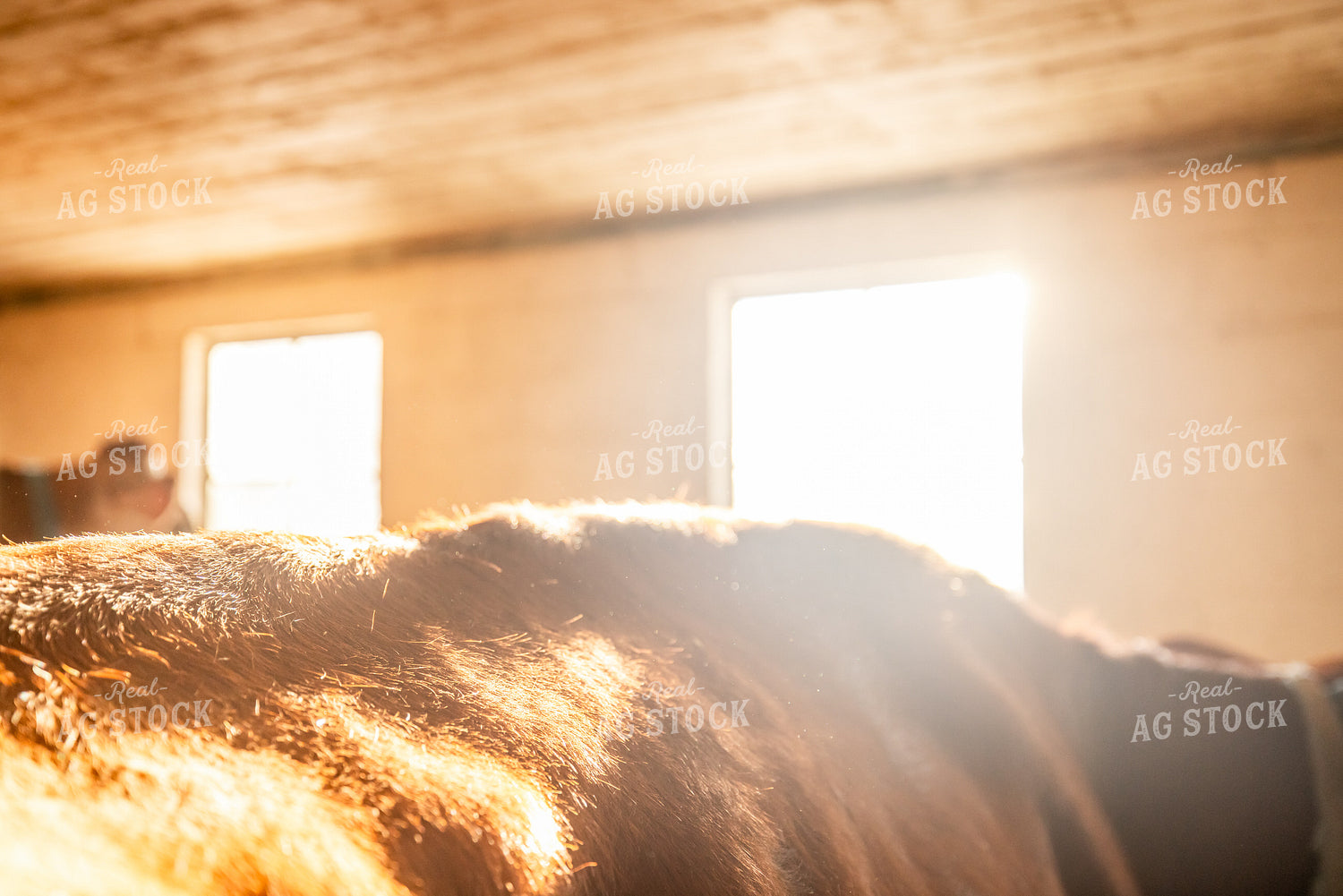 Jersey Cattle in Dairy Barn 270677