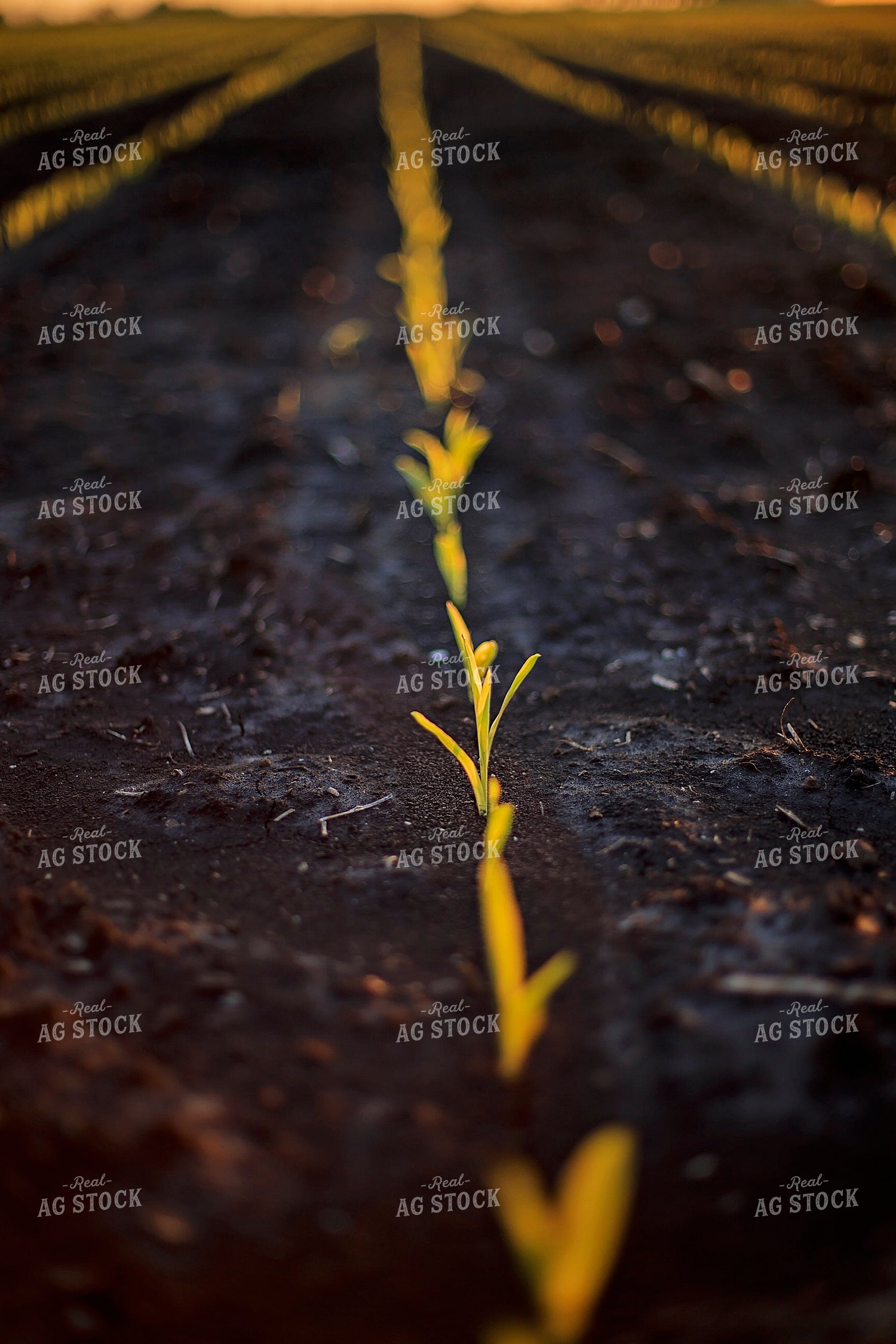 Spring Corn 93159