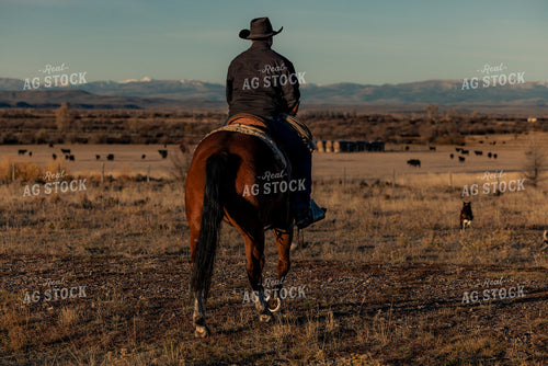 Checking Cattle on Horseback 304020