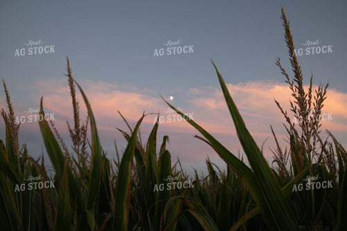 Moon Over Corn Tassels at Sunset 25041