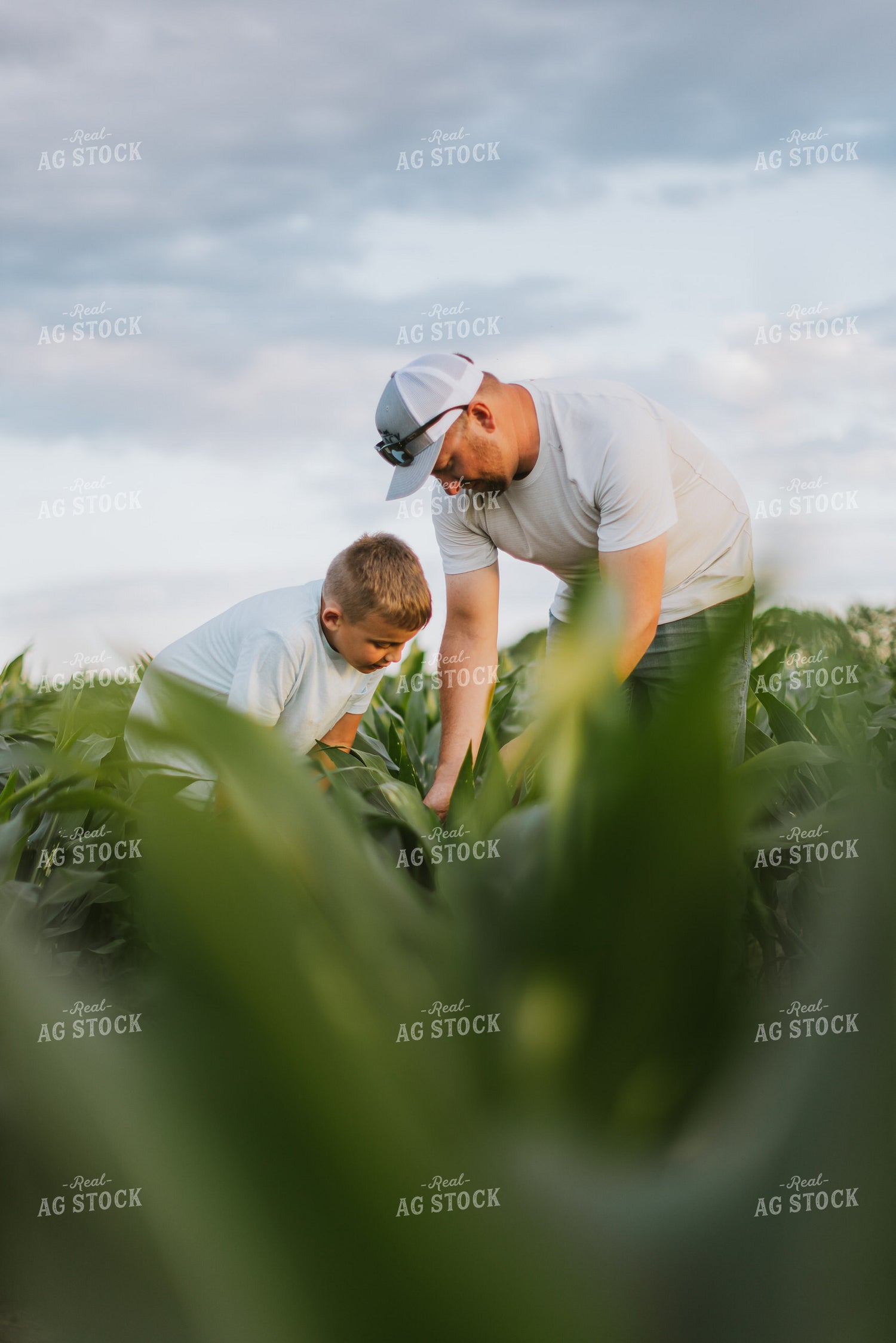 Farmer and Son Checking Corn 8799