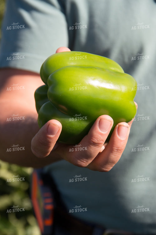 Green Pepper 105063