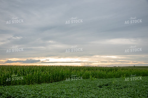 Storm Over a Corn Field 25285