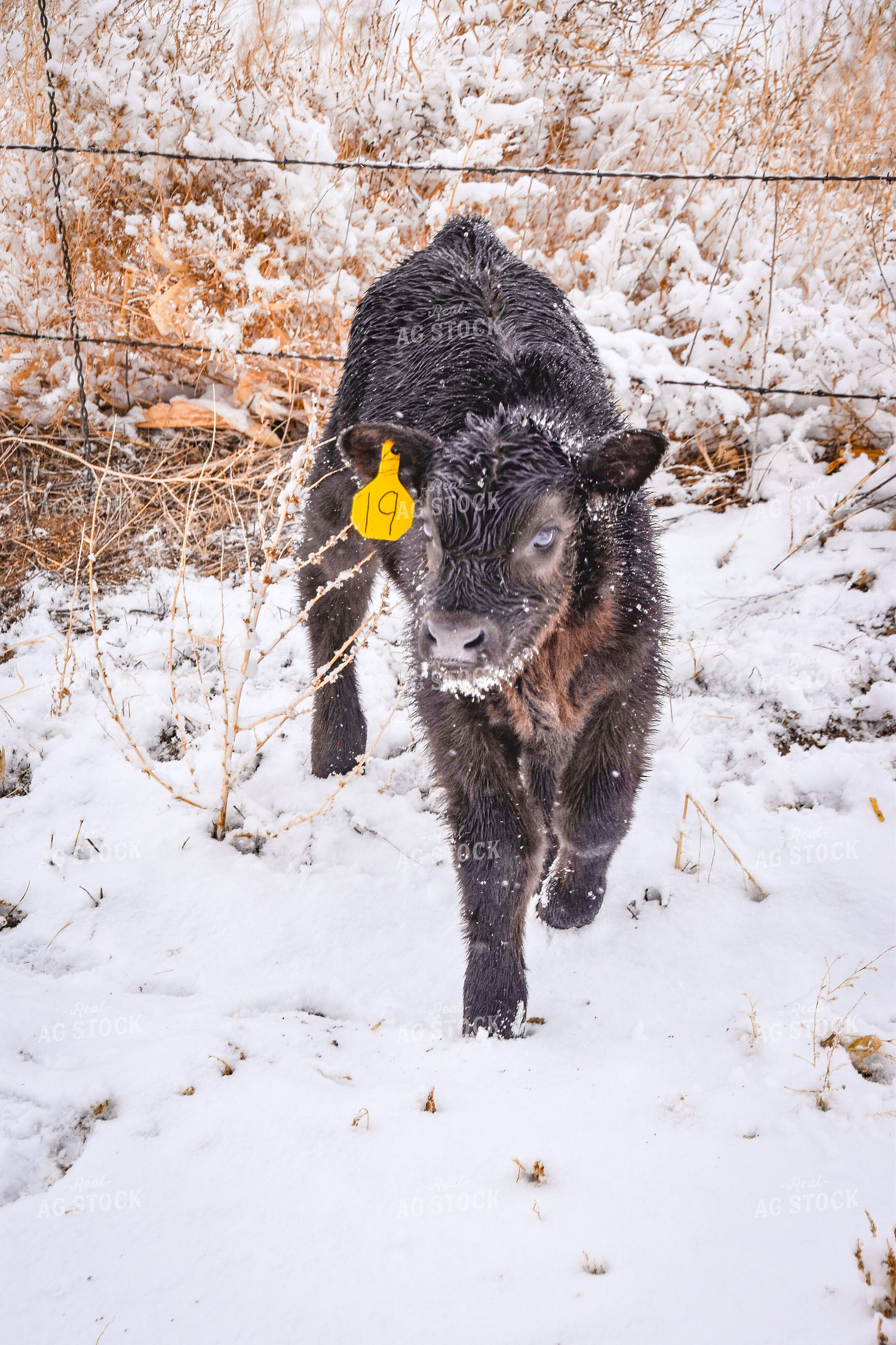 New Calf in Snow 56284