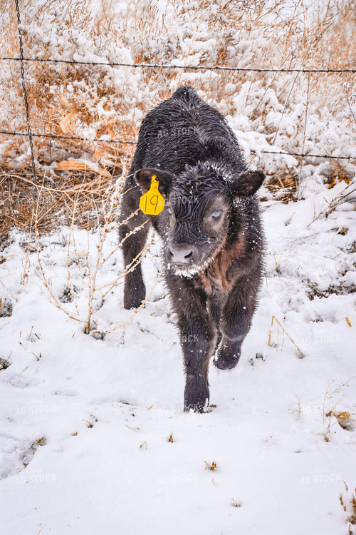 New Calf in Snow 56284