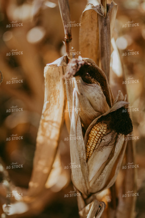 Dried Corn Plant 111016