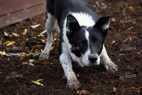Farm Dog 117137