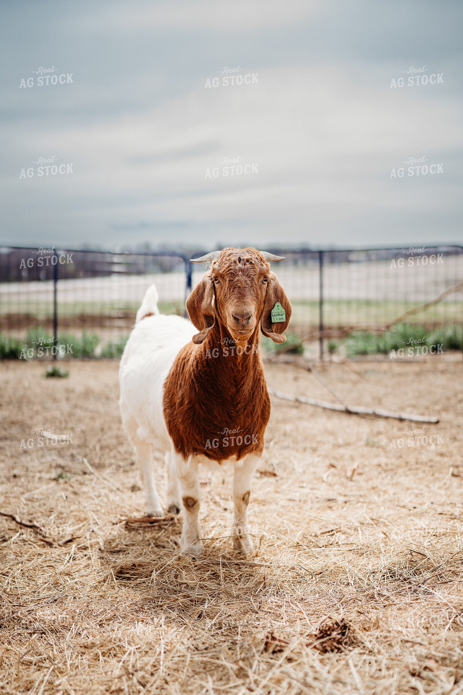 Goat 196262