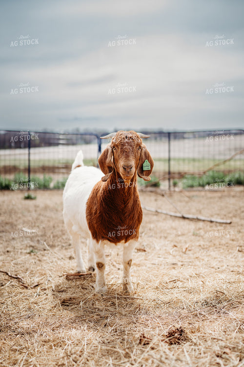 Goat 196262