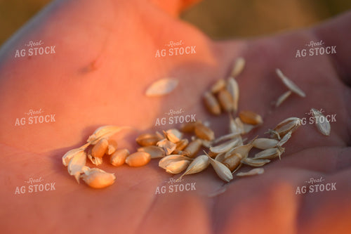 Hand Holding Oats 191181