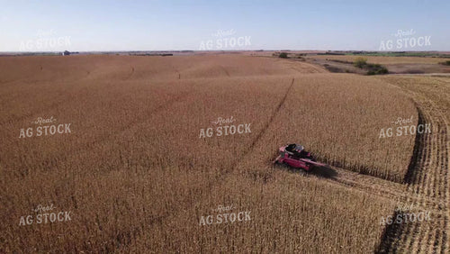 Corn Harvest 114076