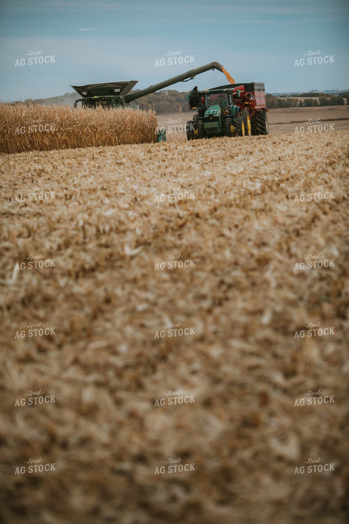 Corn Harvest 6931