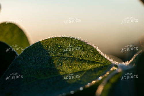 Up-Close Soybean Leaf 76228