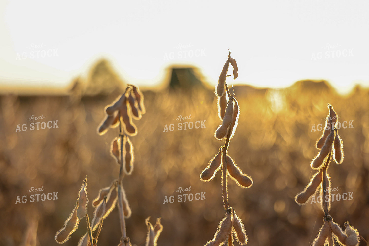 Dried Soybean Pods in Field 160408