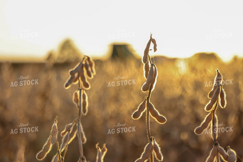 Dried Soybean Pods in Field 160408