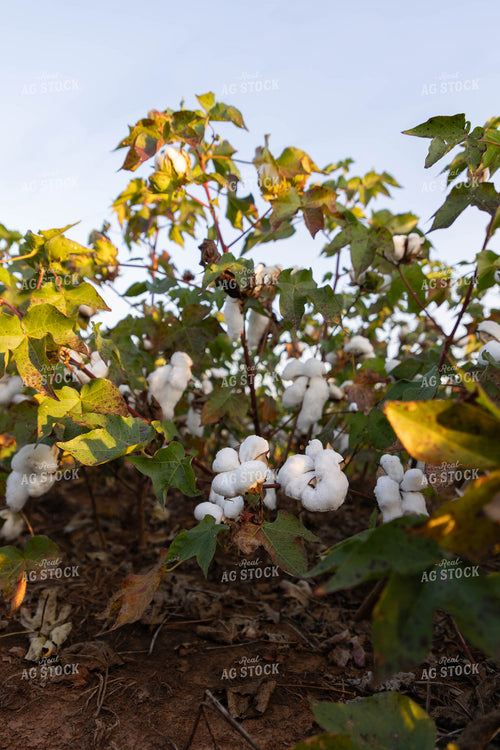 Cotton 79408
