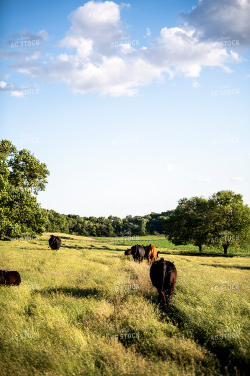 Angus Cows on Pasture 197023