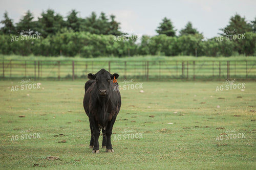 Feedyard 2985