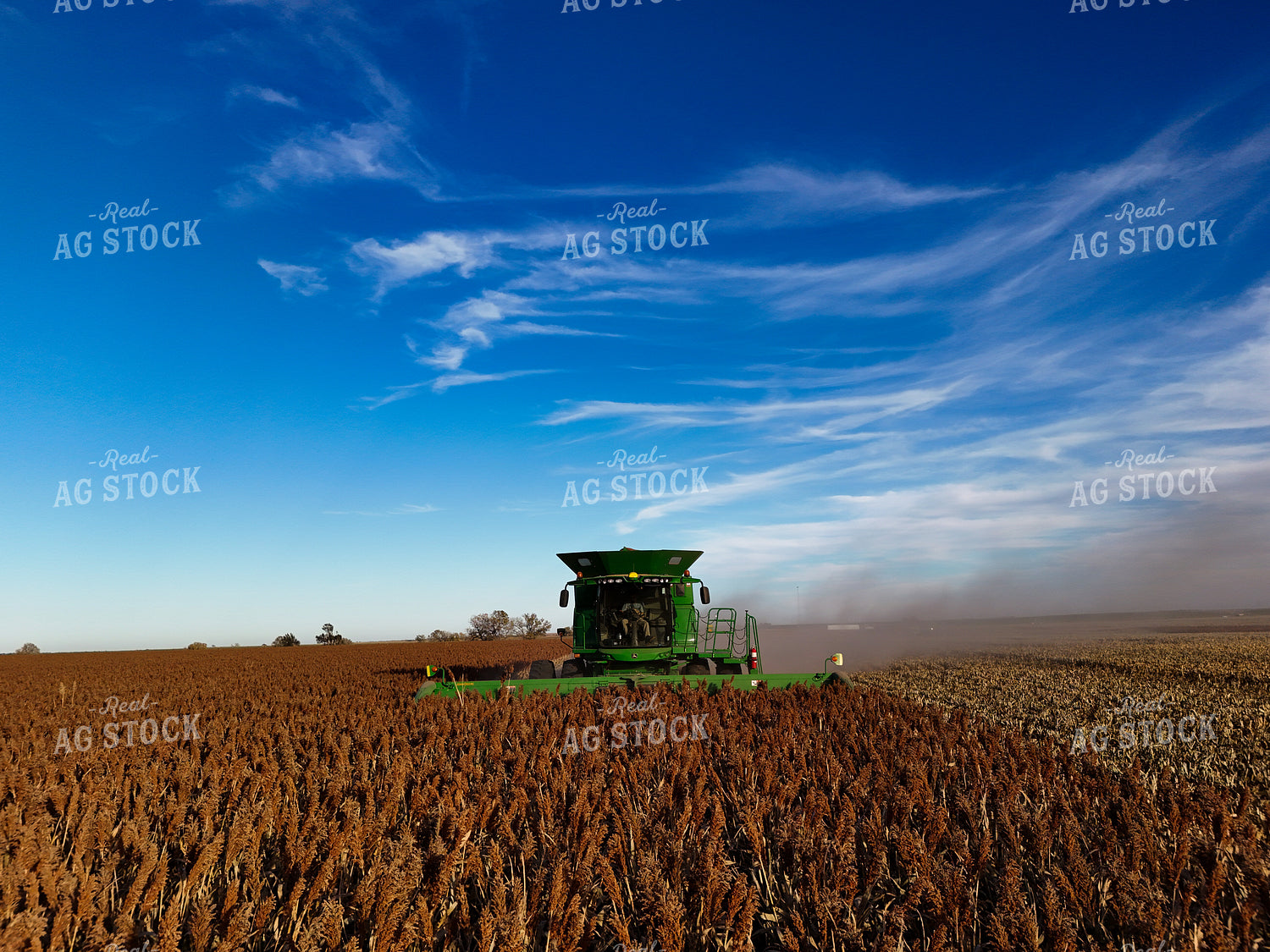 Milo Harvest 239420