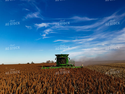 Milo Harvest 239420