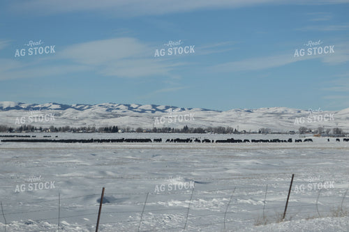 Black Angus Cattle on Snowy Pasture in Foothills 102036