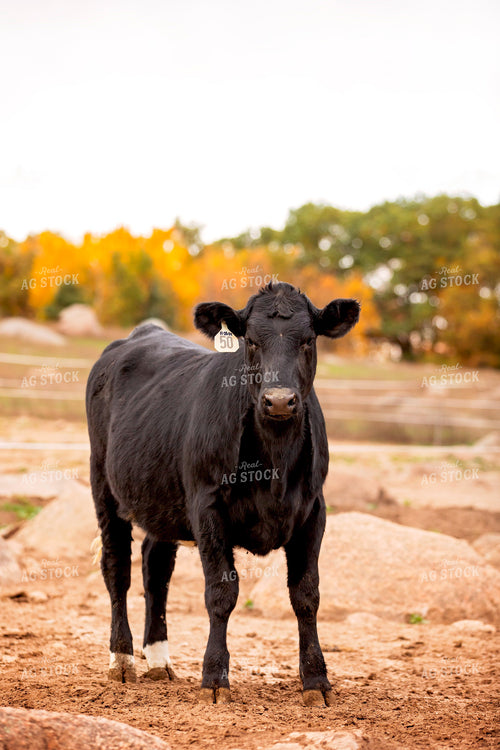 Black Angus Cattle on Pasture 55184