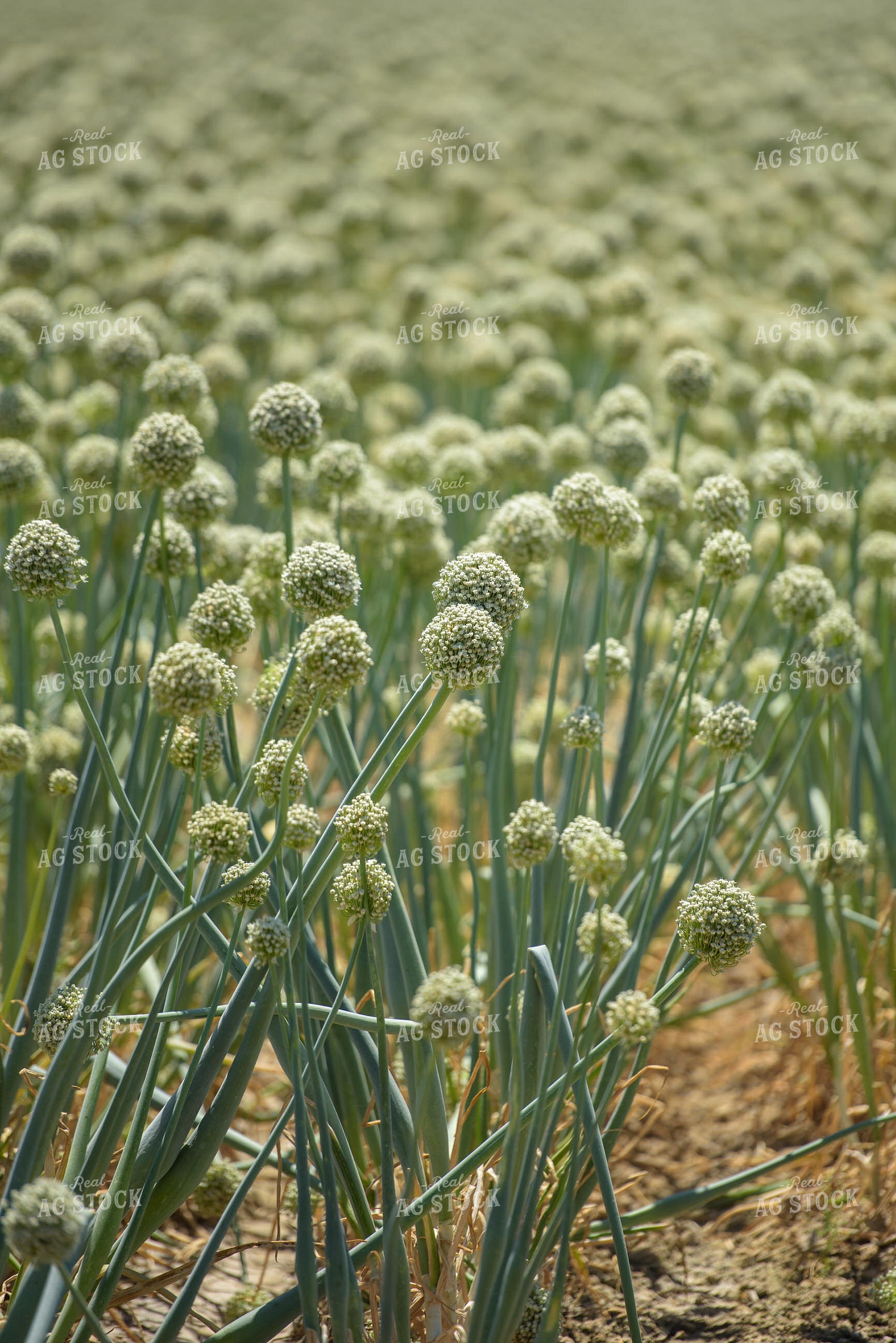Commercial Onion Seed Flowering 57010