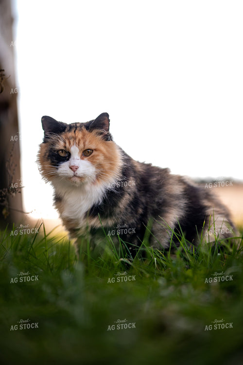 Cat in Farmyard 76304