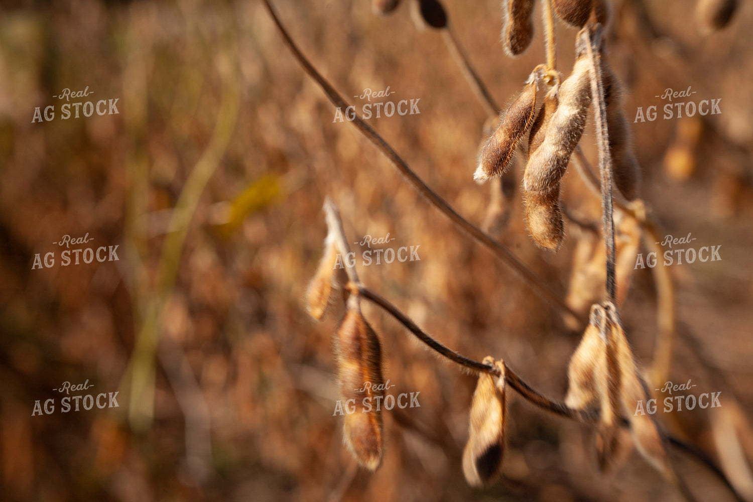 Soybeans - Dry 1573