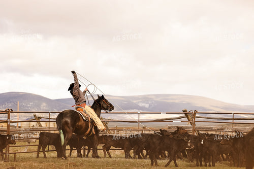 Female Rancher Roping Cattle on Horseback 225020