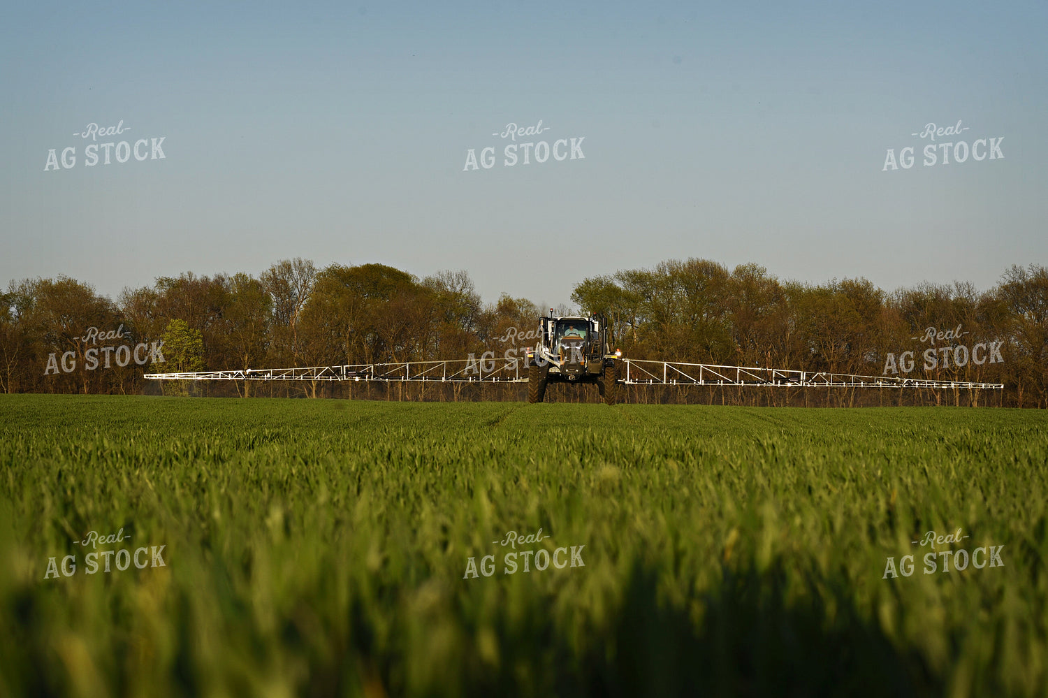 Spraying Wheat 100018