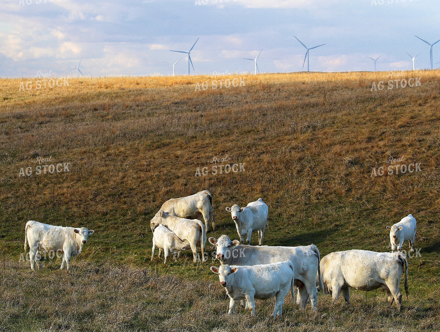Charolais Cattle on Pasture 141481