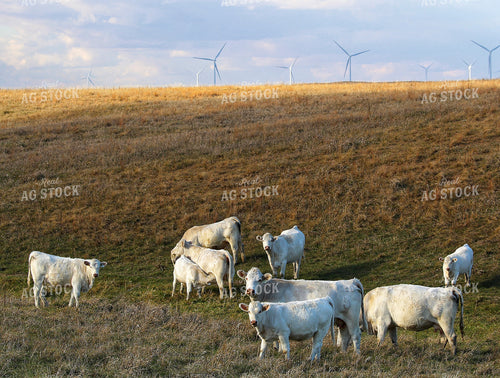 Charolais Cattle on Pasture 141481