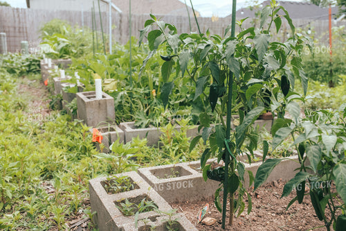 Pepper Plants 162046